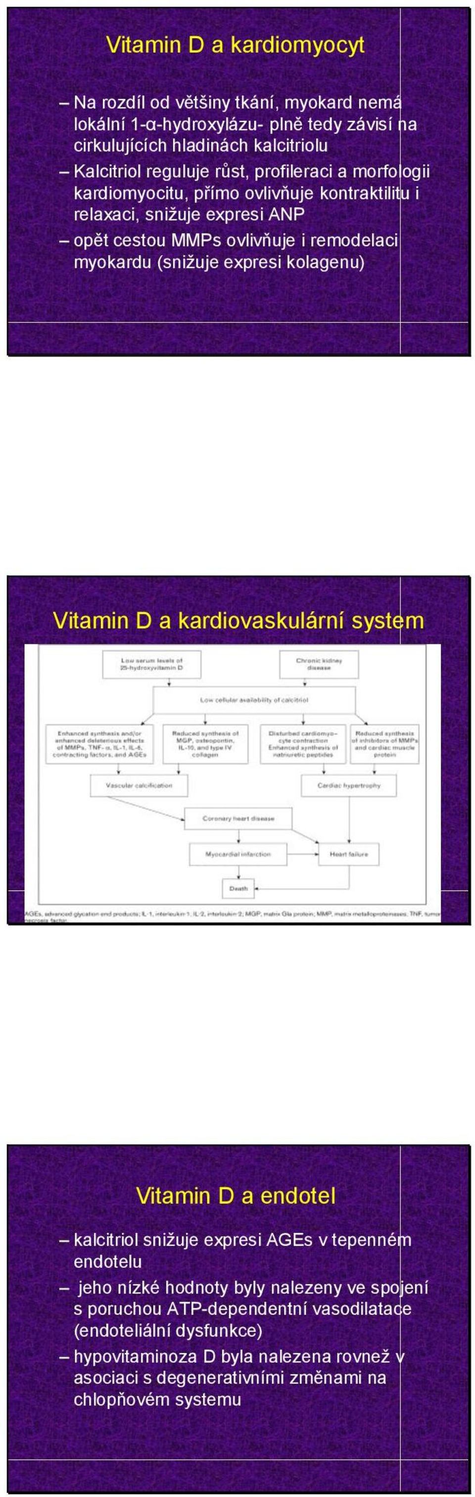 (snižuje expresi kolagenu) Vitamin D a kardiovaskulární system Vitamin D a endotel kalcitriol snižuje expresi AGEs v tepenném endotelu jeho nízké hodnoty byly