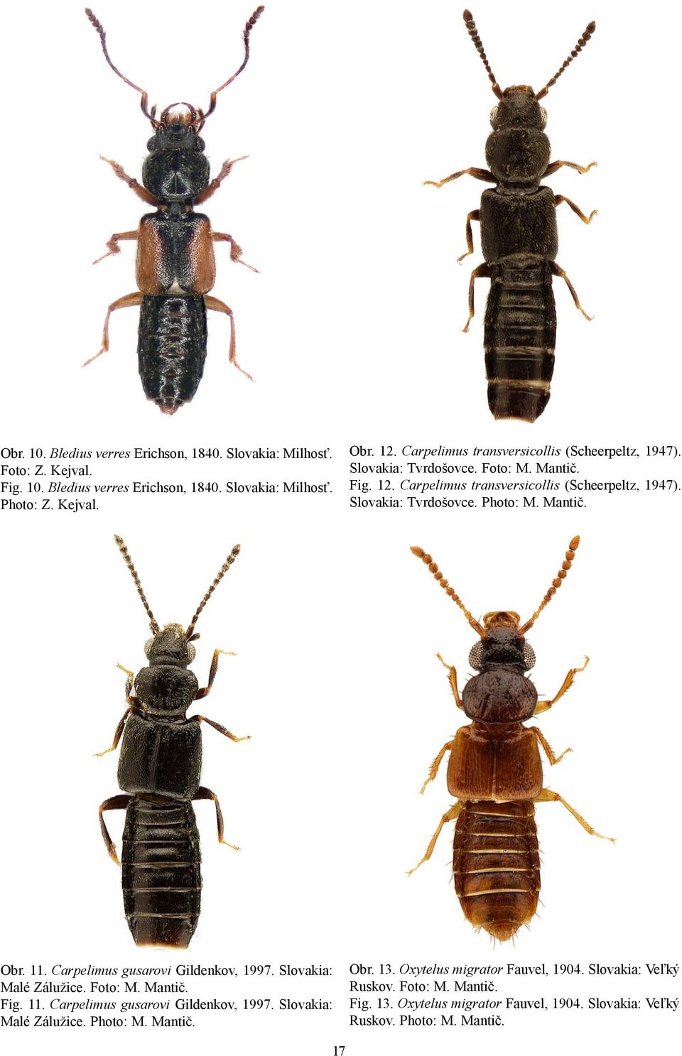 Mantič. Obr. 11. Carpelimus gusarovi Gildenkov, 1997. Slovakia: Malé Zálužice. Foto: M. Mantič. Fig. 11. Carpelimus gusarovi Gildenkov, 1997. Slovakia: Malé Zálužice. Photo: M.