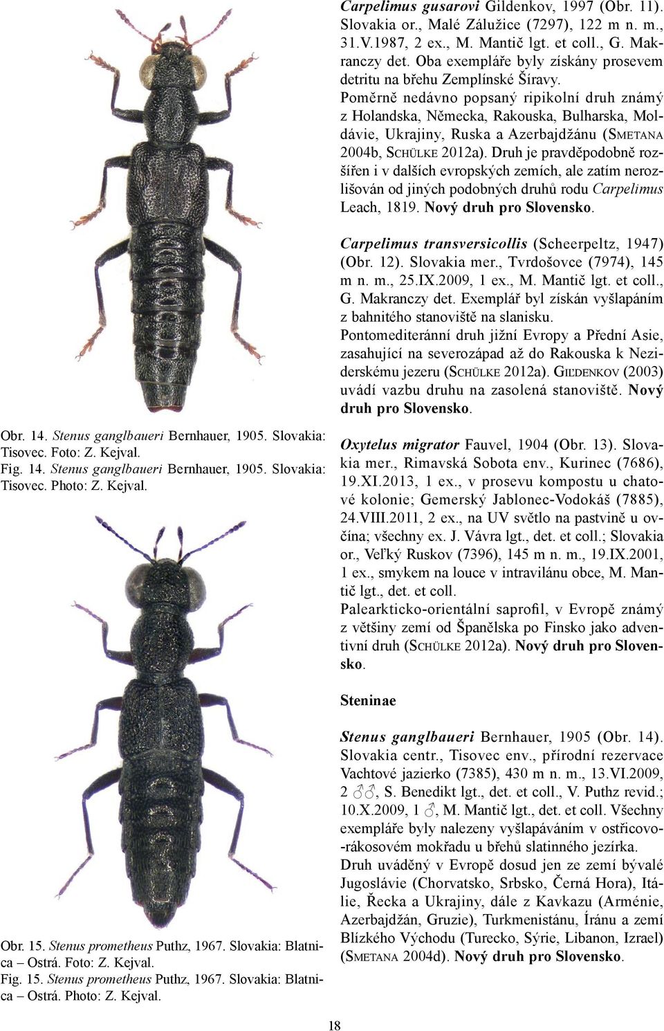 Poměrně nedávno popsaný ripikolní druh známý z Holandska, Německa, Rakouska, Bulharska, Moldávie, Ukrajiny, Ruska a Azerbajdžánu (SMETANA 2004b, SCHÜLKE 2012a).