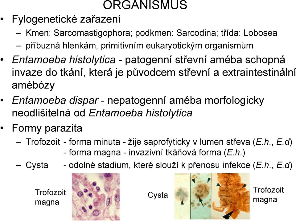 nepatogenní améba morfologicky neodlišitelná od Entamoeba histolytica Formy parazita Trofozoit - forma minuta - žije saprofyticky v lumen střeva (E.h., E.