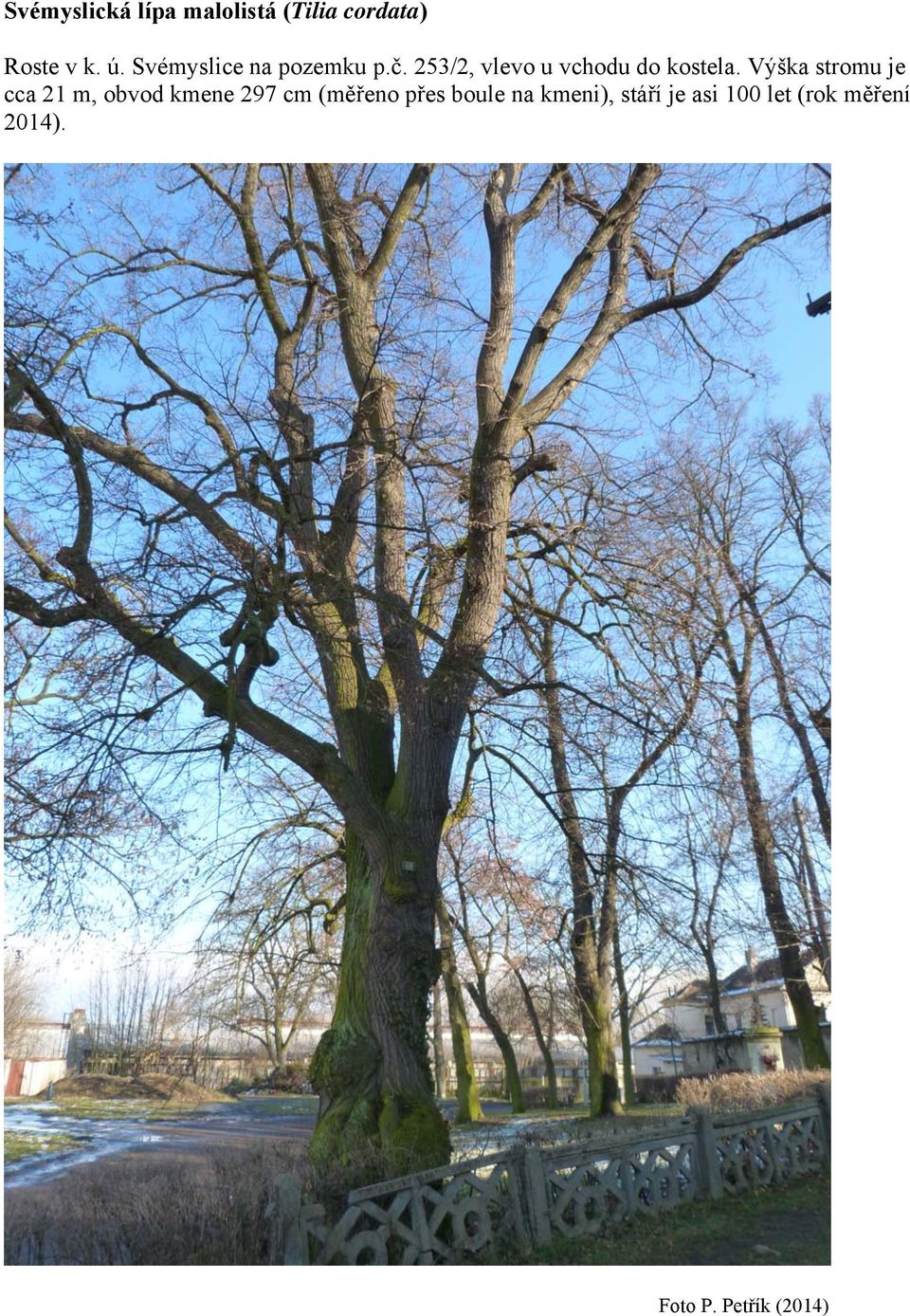 Výška stromu je cca 21 m, obvod kmene 297 cm (měřeno přes boule