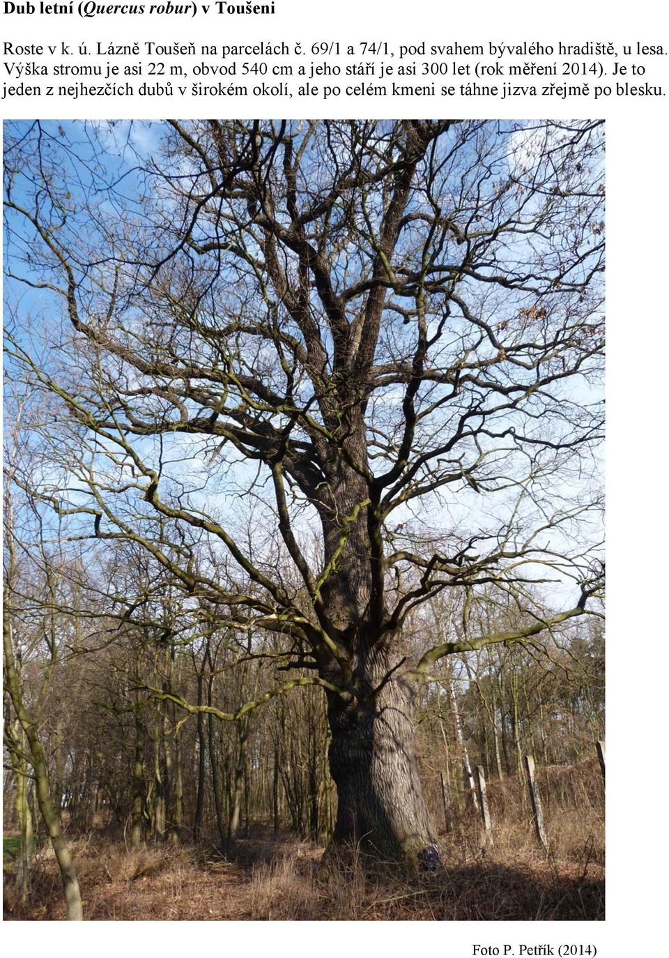 Výška stromu je asi 22 m, obvod 540 cm a jeho stáří je asi 300 let (rok měření