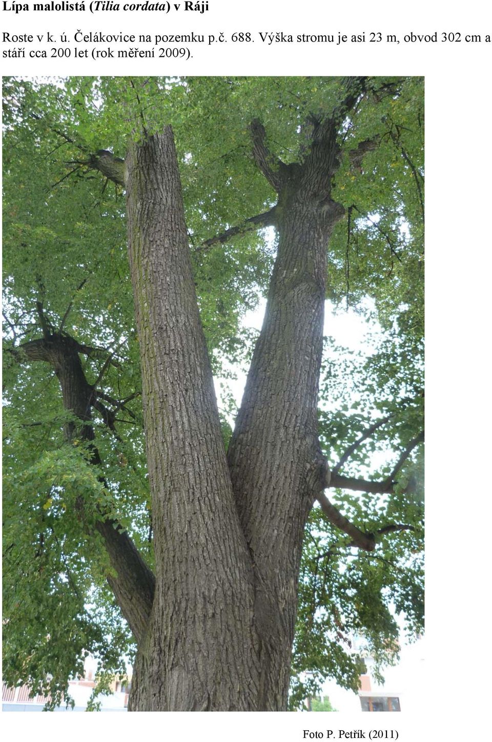 Výška stromu je asi 23 m, obvod 302 cm a