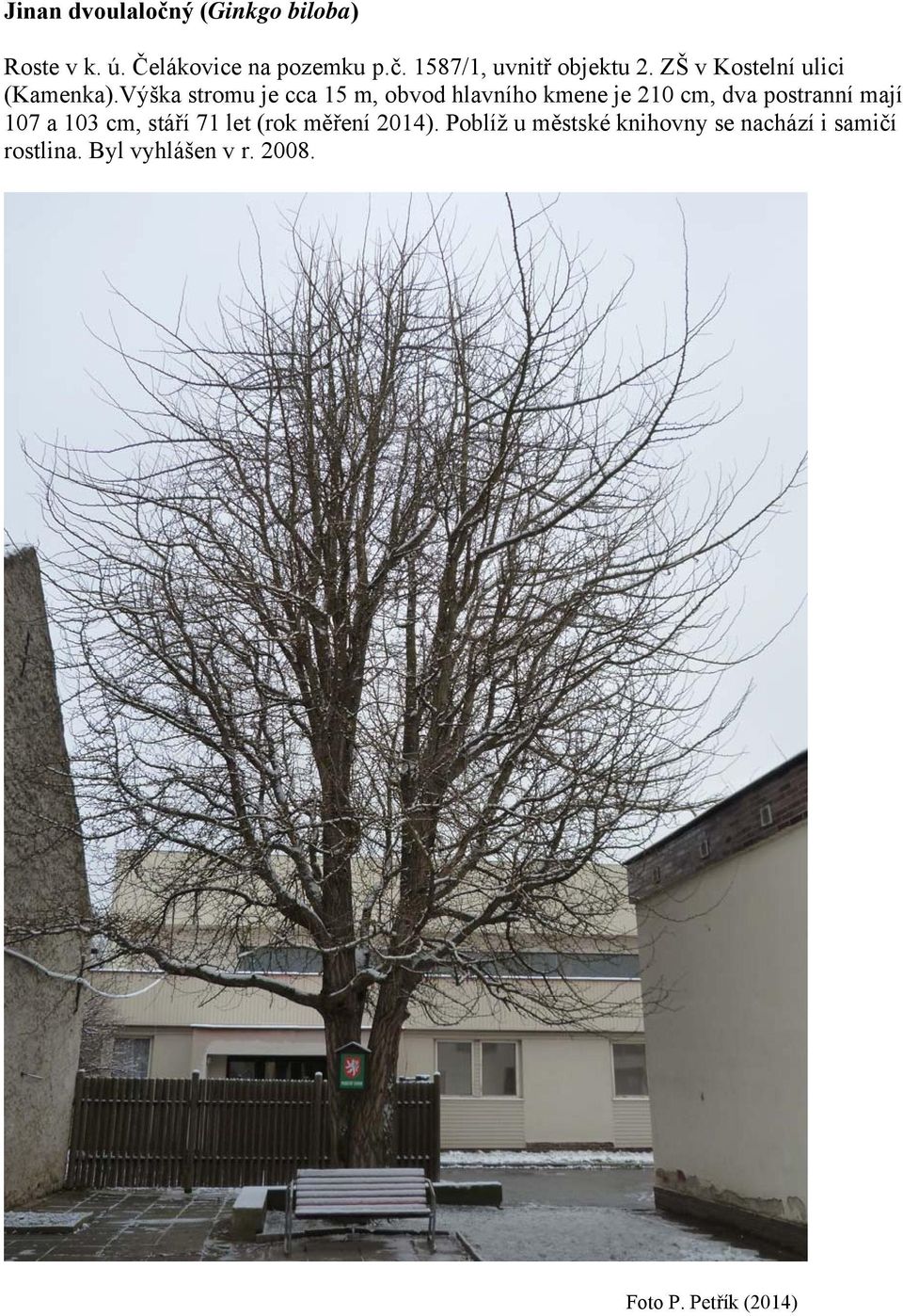 Výška stromu je cca 15 m, obvod hlavního kmene je 210 cm, dva postranní mají 107 a 103