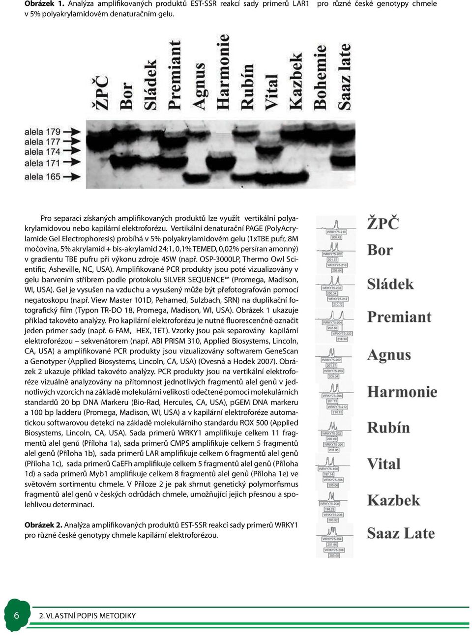 Vertikální denaturační PAGE (PolyAcrylamide Gel Electrophoresis) probíhá v 5% polyakrylamidovém gelu (1xTBE pufr, 8M močovina, 5% akrylamid + bis-akrylamid 24:1, 0,1% TEMED, 0,02% persíran amonný) v