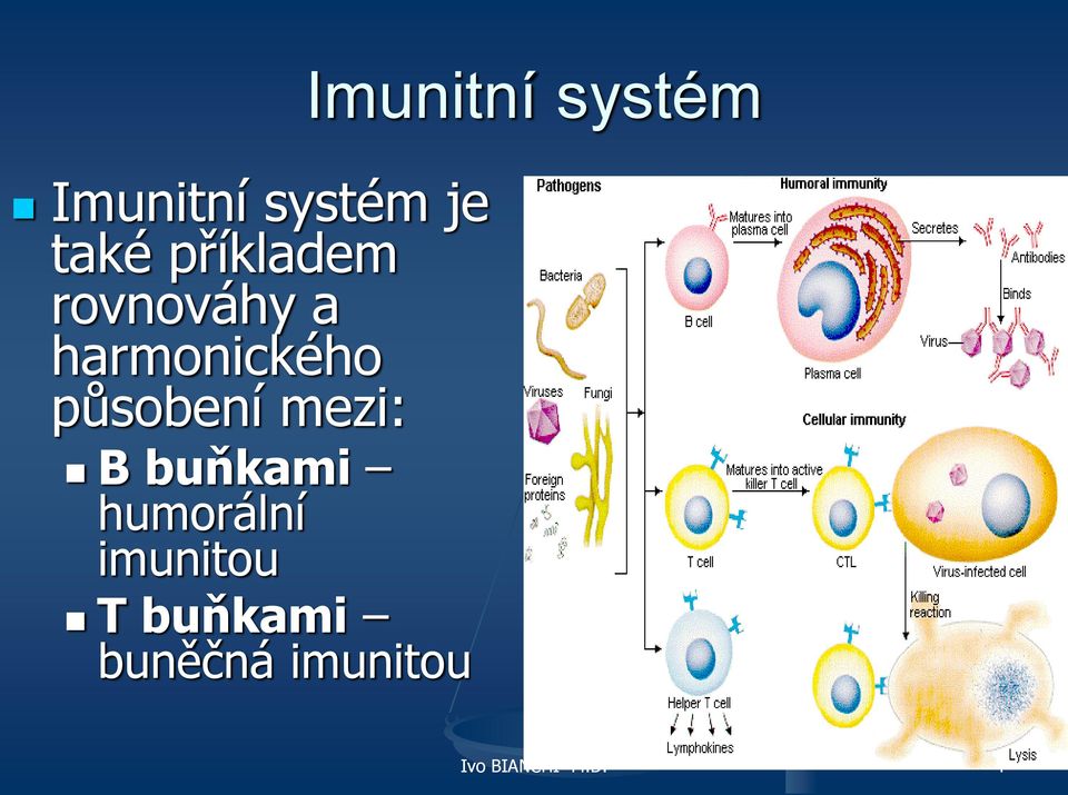 mezi: B buňkami humorální imunitou T