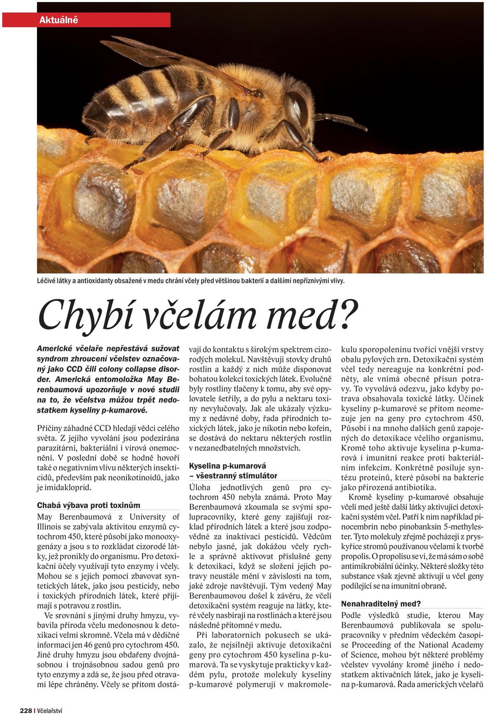 Americká entomoložka May Berenbaumová upozorňuje v nové studii na to, že včelstva můžou trpět nedostatkem kyseliny p-kumarové. Příčiny záhadné CCD hledají vědci celého světa.