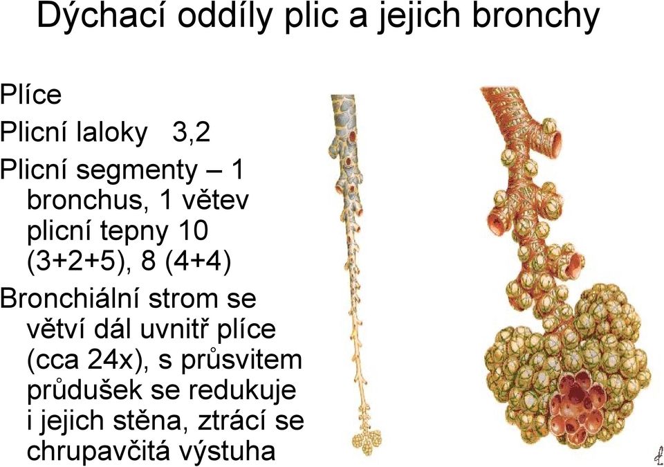 (4+4) Bronchiální strom se větví dál uvnitř plíce (cca 24x), s