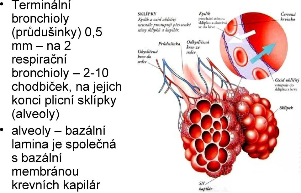konci plicní sklípky (alveoly) alveoly bazální