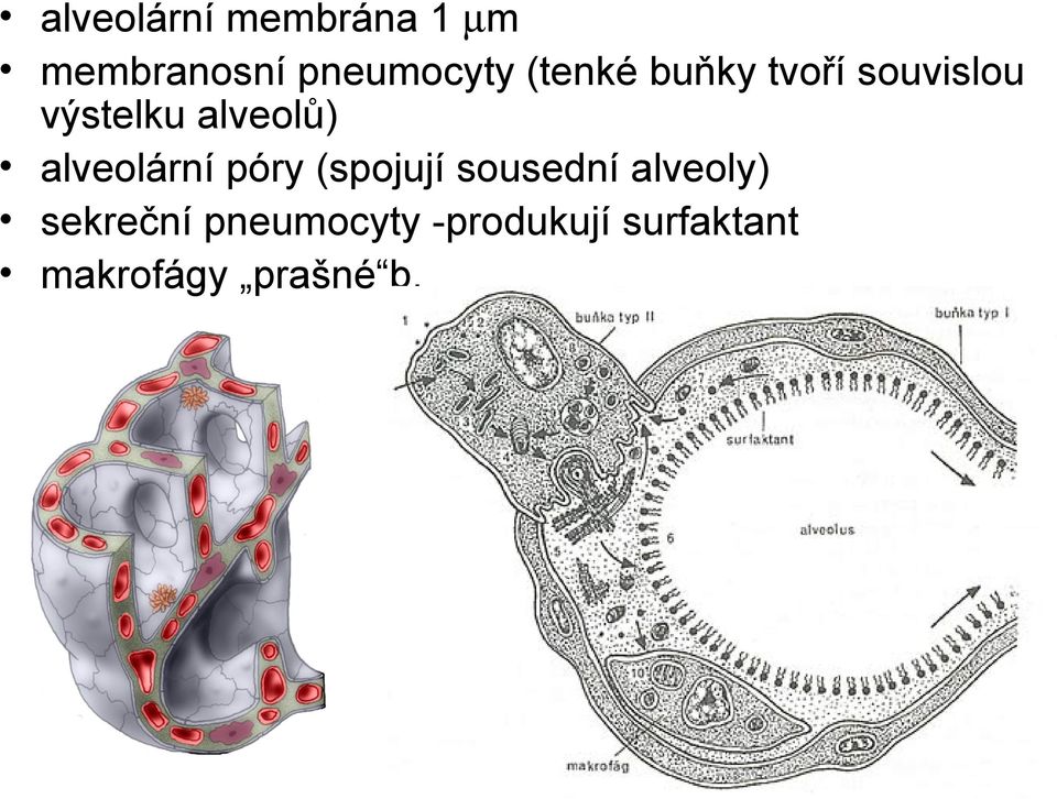 alveolární póry (spojují sousední alveoly)