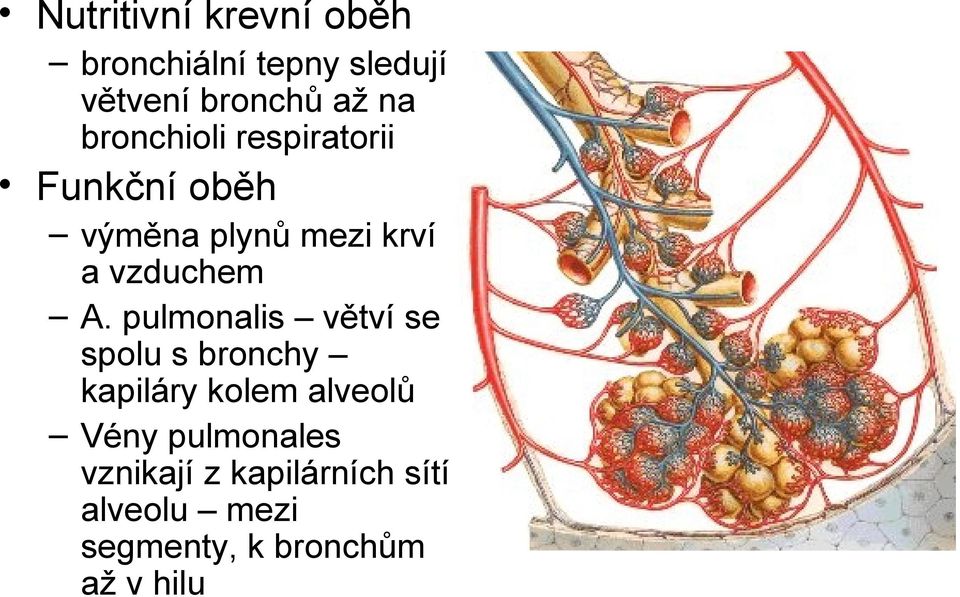 pulmonalis větví se spolu s bronchy kapiláry kolem alveolů Vény