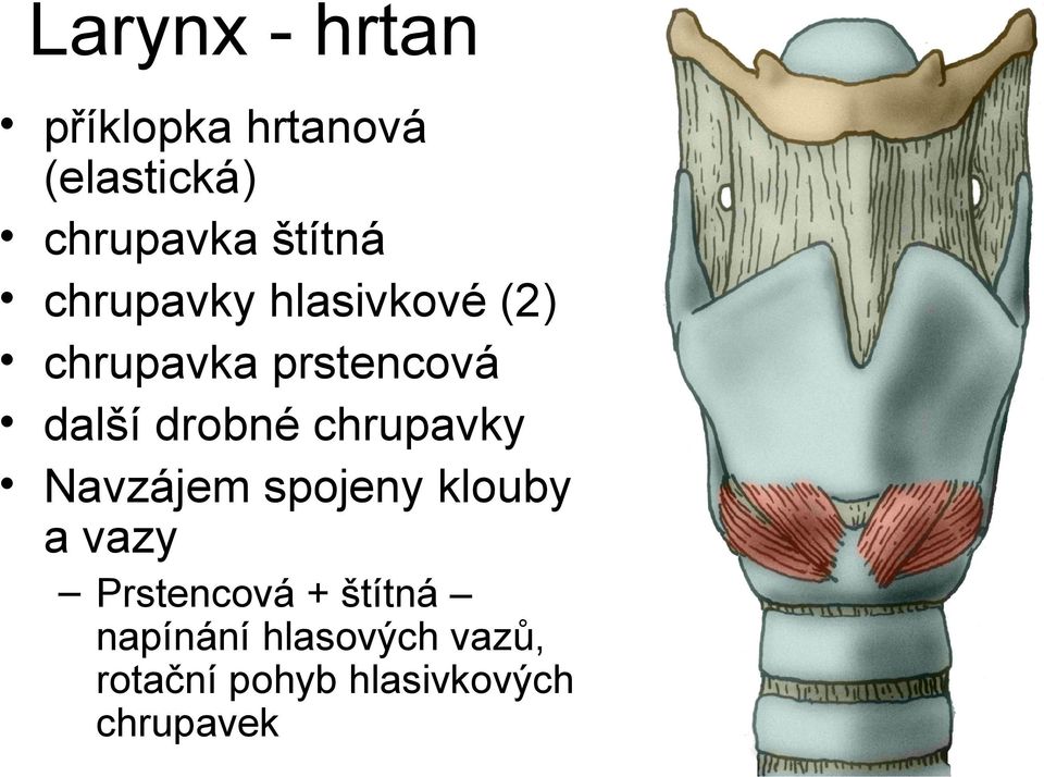 drobné chrupavky Navzájem spojeny klouby a vazy Prstencová +