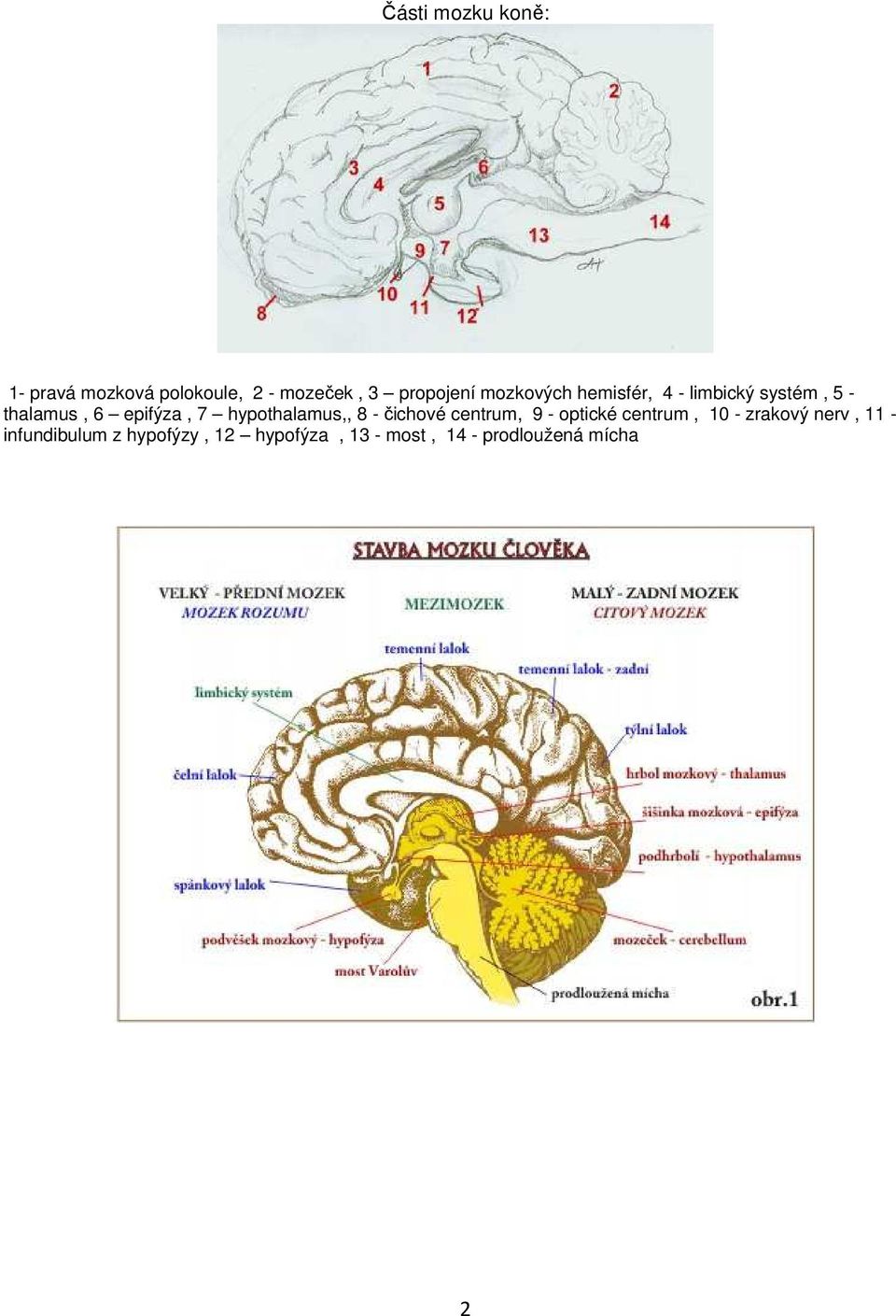 hypothalamus,, 8 - čichové centrum, 9 - optické centrum, 10 - zrakový