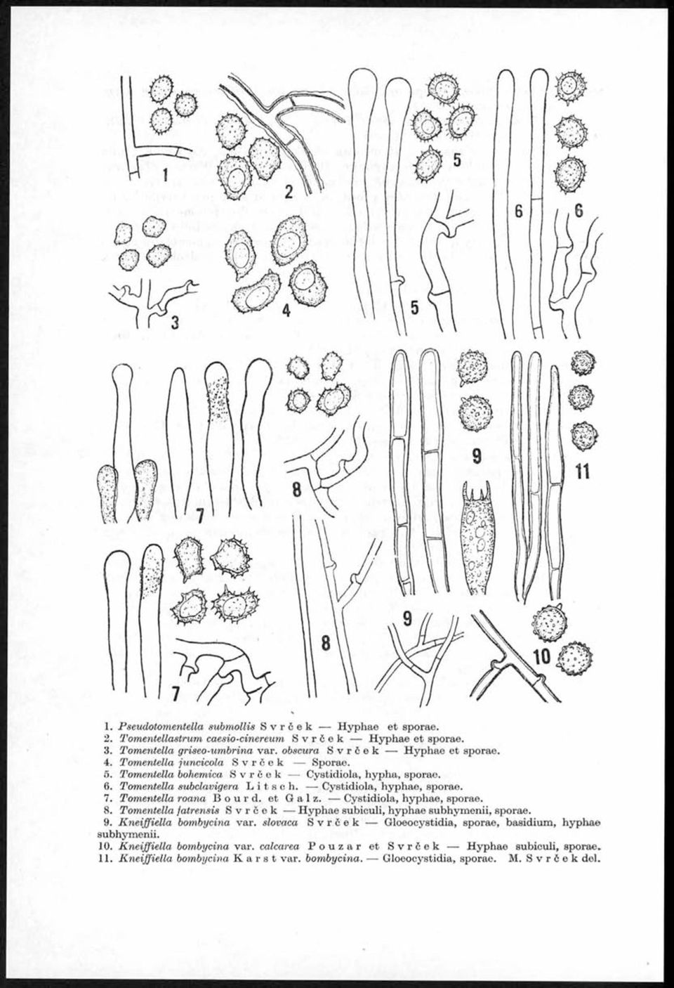 Tomentella roana Bourd. et G a 1 z. Cystidiola, hyphae, sporae. 8. Tomentella fatrensis Svrček Hyphae subiculi, hyphae subhymenii, sporae. 9. K neijfiella bombycina var.