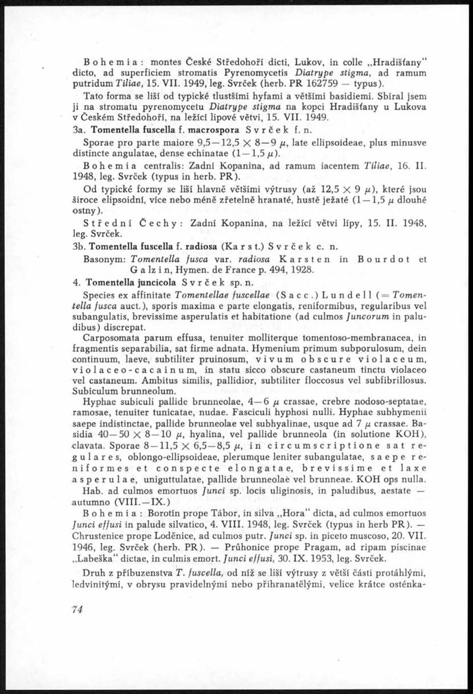 Sbíral jsem ji na stromatu pyrenomycetu D iatrype stigma na kopci Hradišťany u Lukova v Českém Středohoří, na ležící lipové větvi, 15. V II. 1949. 3a. Tomentella fuscella f. macrospora Svrček f. n. Sporae pro parte maiore 9,5 12,5 X 8 9 fi, late ellipsoideae, plus minusve distincte angulatae, dense echinatae (1 1,5 /x).