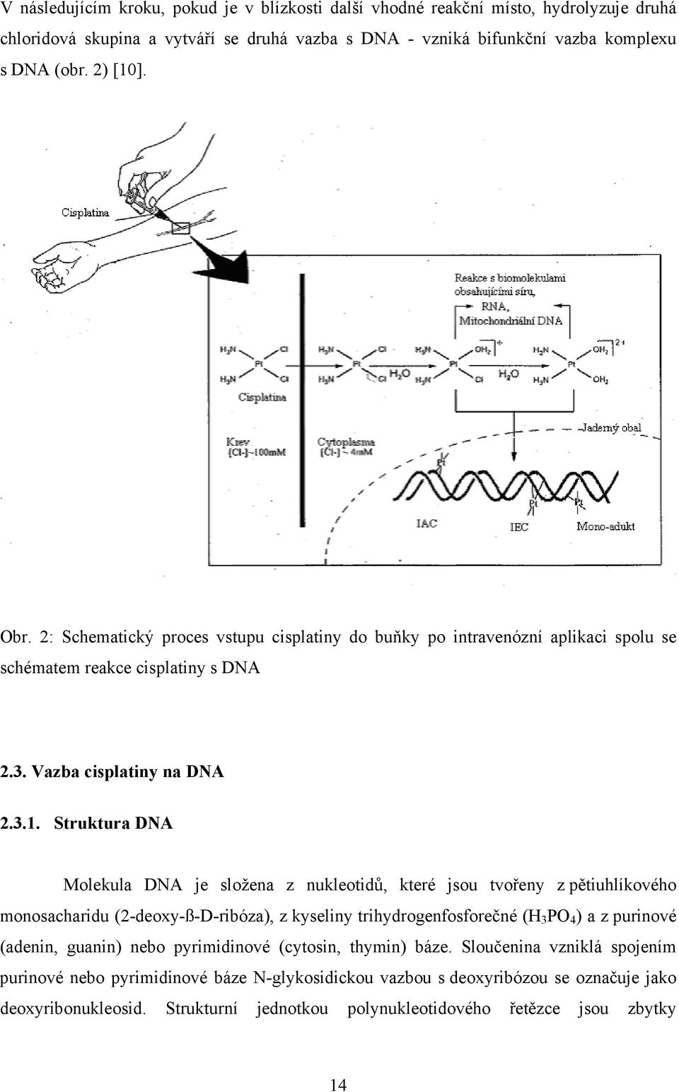 Struktura DNA Molekula DNA je složena z nukleotidů, které jsou tvořeny z pětiuhlíkového monosacharidu (2-deoxy-ß-D-ribóza), z kyseliny trihydrogenfosforečné (H 3 PO 4 ) a z purinové (adenin,