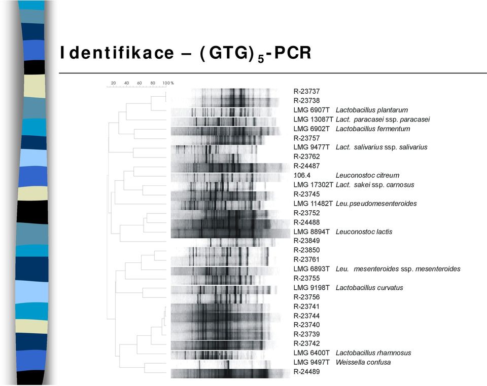 pseudomesenteroides. R-23752. R-24488. LMG 8894T Leuconostoc lactis. R-23849. R-23850. R-23761. LMG 6893T Leu. mesenteroides ssp. mesenteroides. R-23755.