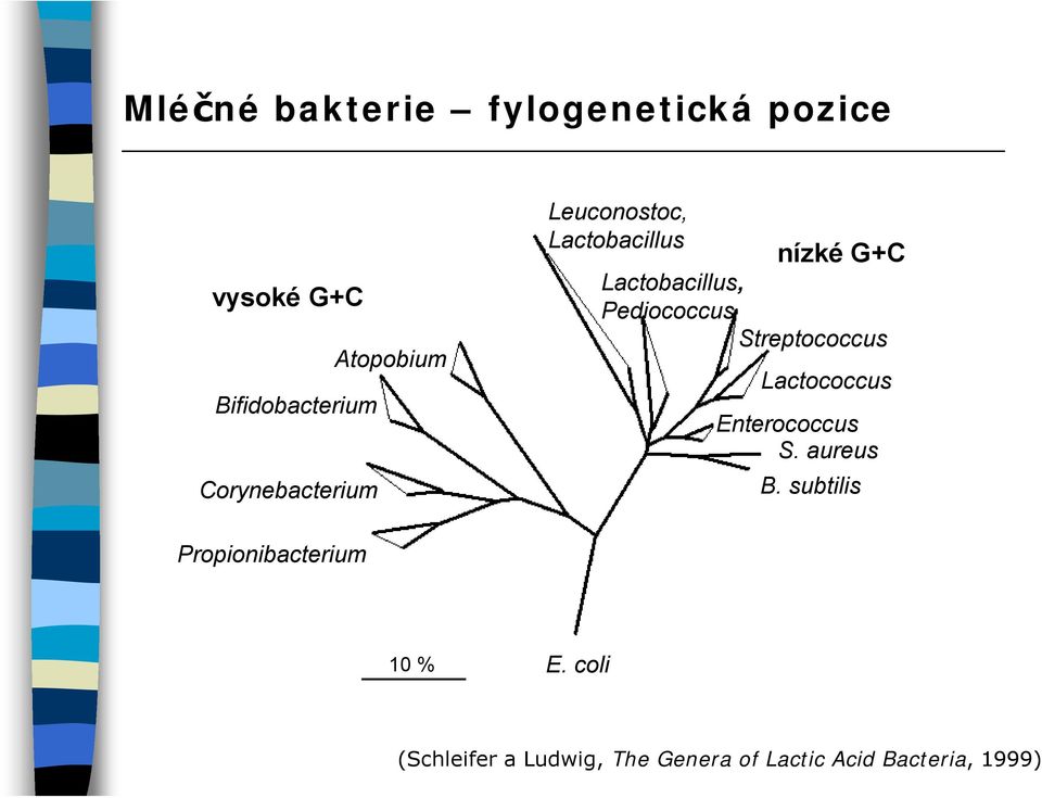 Pediococcus Streptococcus Lactococcus Enterococcus S. aureus B.