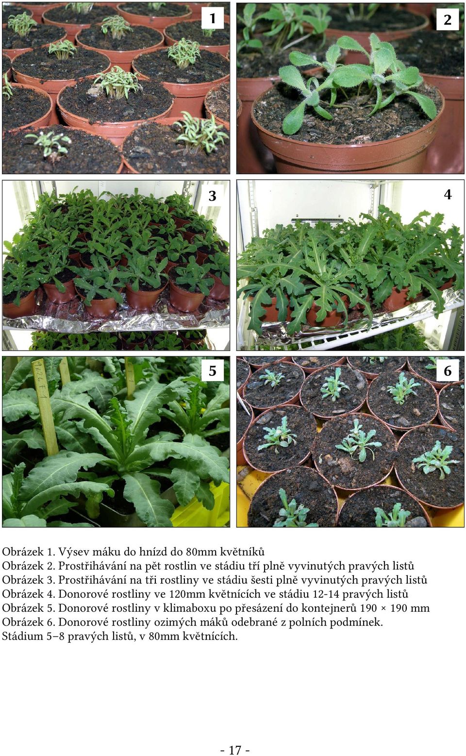 Prostřihávání na tři rostliny ve stádiu šesti plně vyvinutých pravých listů Obrázek 4.