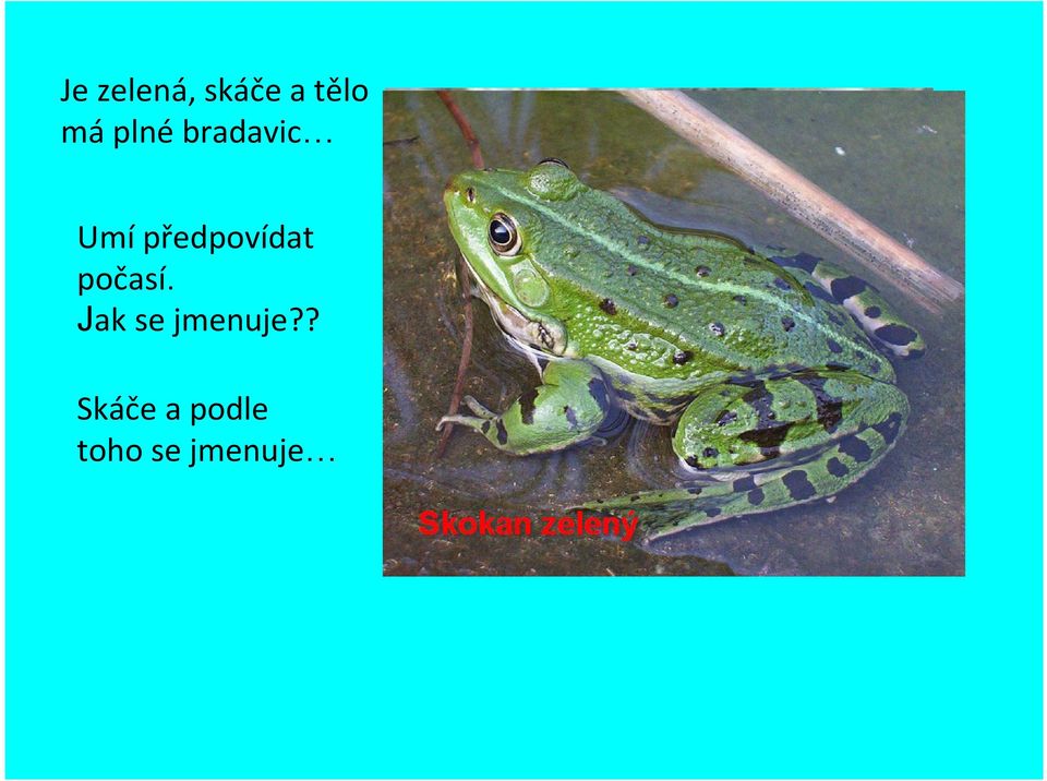 předpovídat počasí.