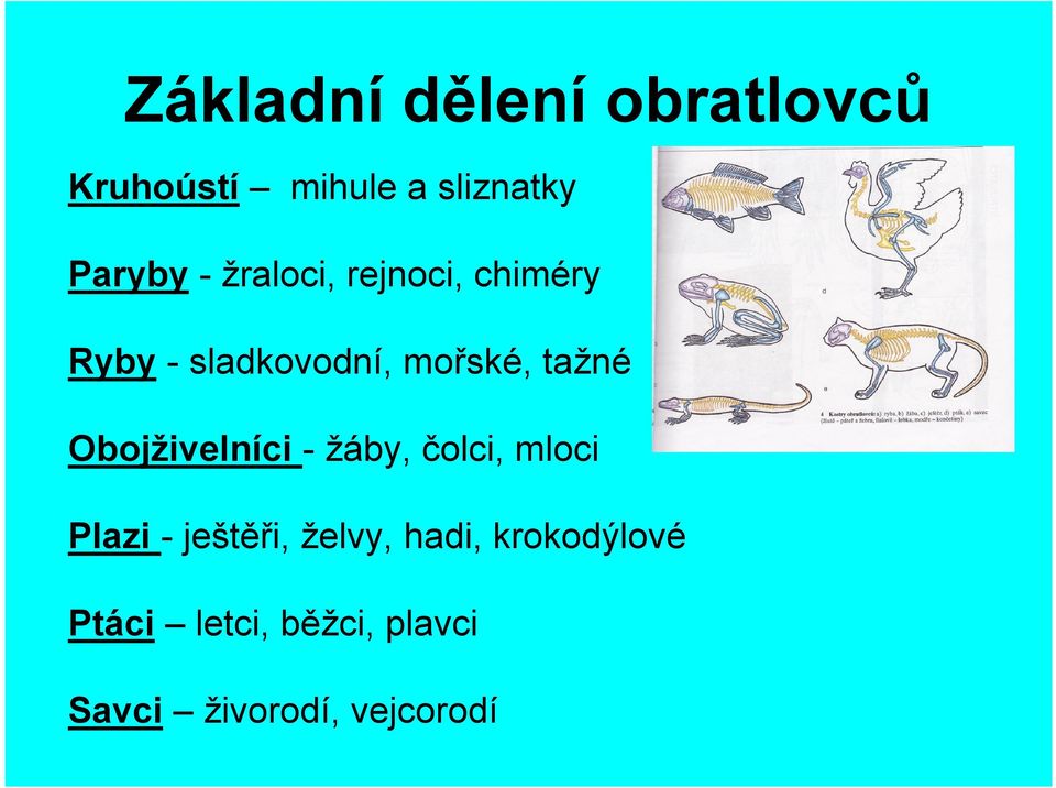 Obojživelníci - žáby, čolci, mloci Plazi - ještěři, želvy,