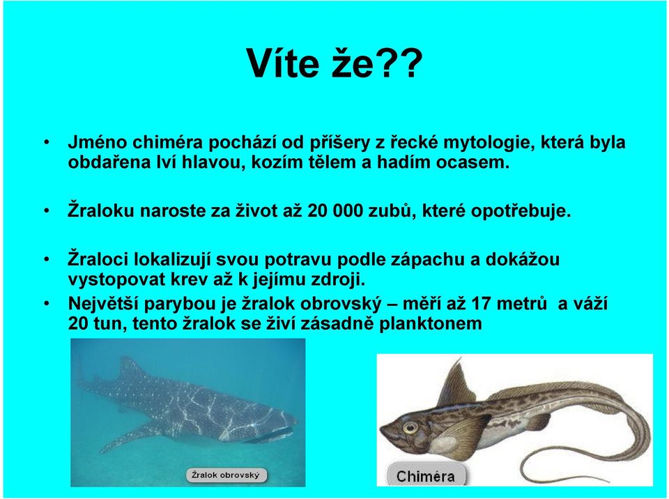 tělem a hadím ocasem. Žraloku naroste za život až 20 000 zubů, kteréopotřebuje.