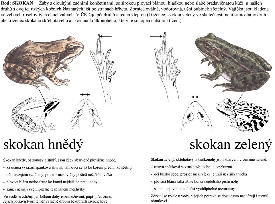 V ČR žije pět druhů a jeden klepton (kříženec; skokan zelený ve skutečnosti není samostatný druh, ale kříženec skokana skřehotavého a skokana krátkonohého, který je schopen dalšího křížení).