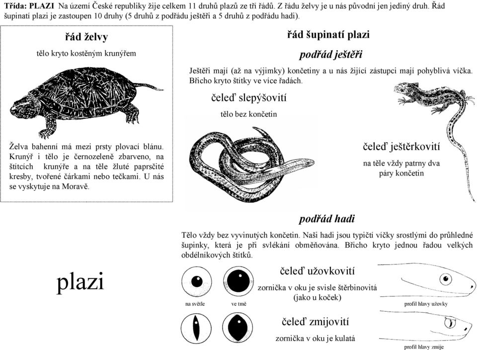 řád želvy tělo kryto kostěným krunýřem řád šupinatí plazi podřád ještěři Ještěři mají (až na výjimky) končetiny a u nás žijící zástupci mají pohyblivá víčka. Břicho kryto štítky ve více řadách.