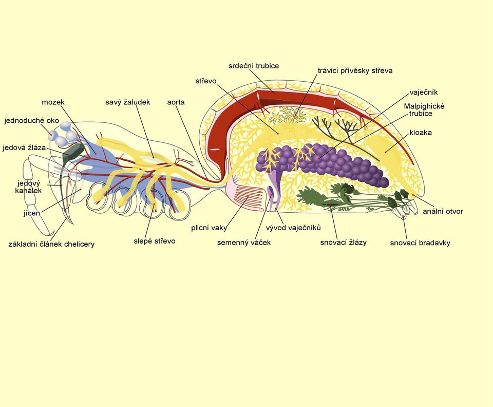 jedový kanálek jícen anální otvor plicní vaky vývod vaječníků základní