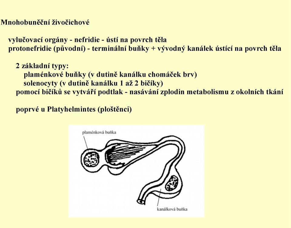 buňky (v dutině kanálku chomáček brv) solenocyty (v dutině kanálku 1 až 2 bičíky) pomocí bičíků