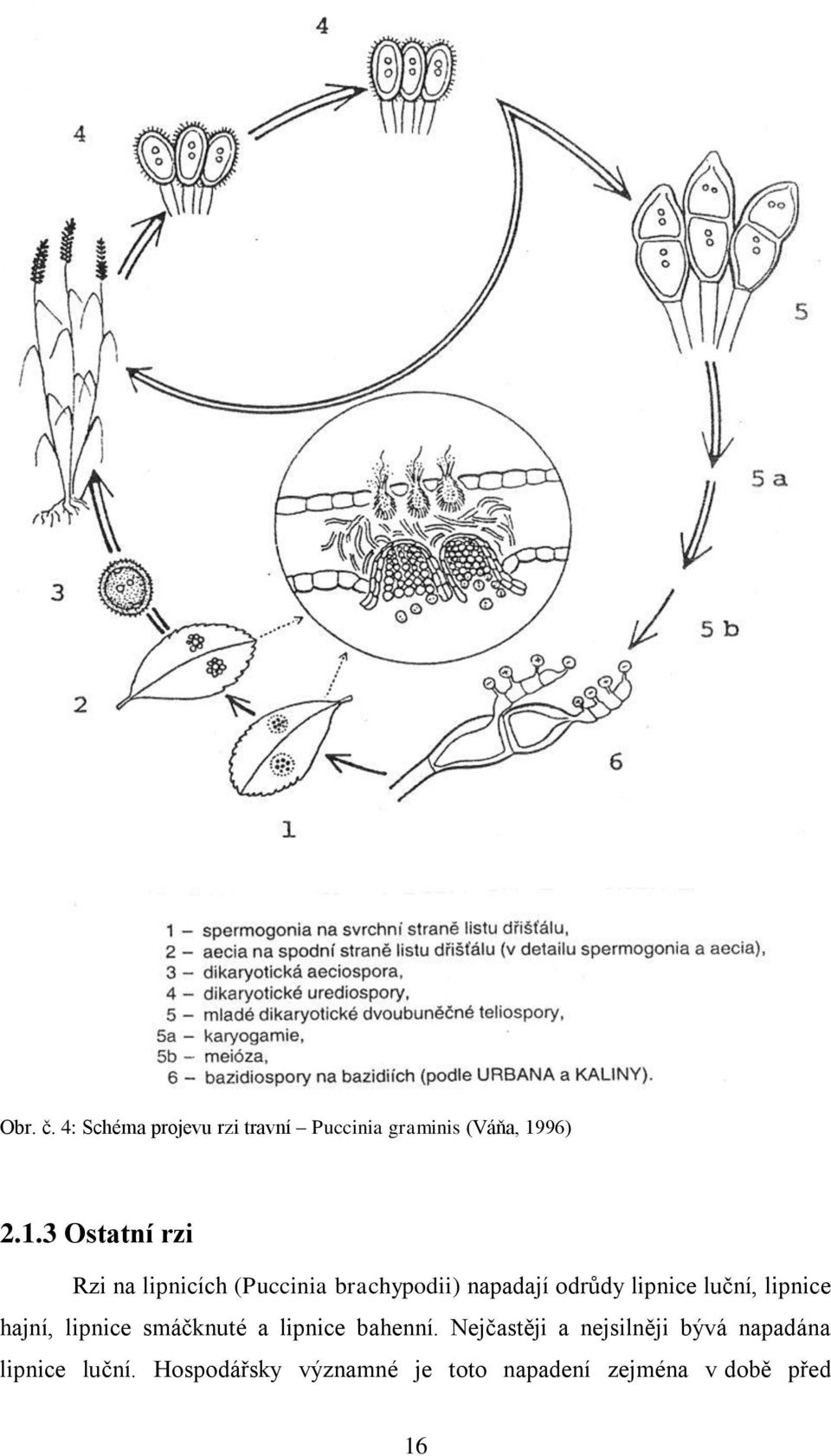 3 Ostatní rzi Rzi na lipnicích (Puccinia brachypodii) napadají odrůdy lipnice