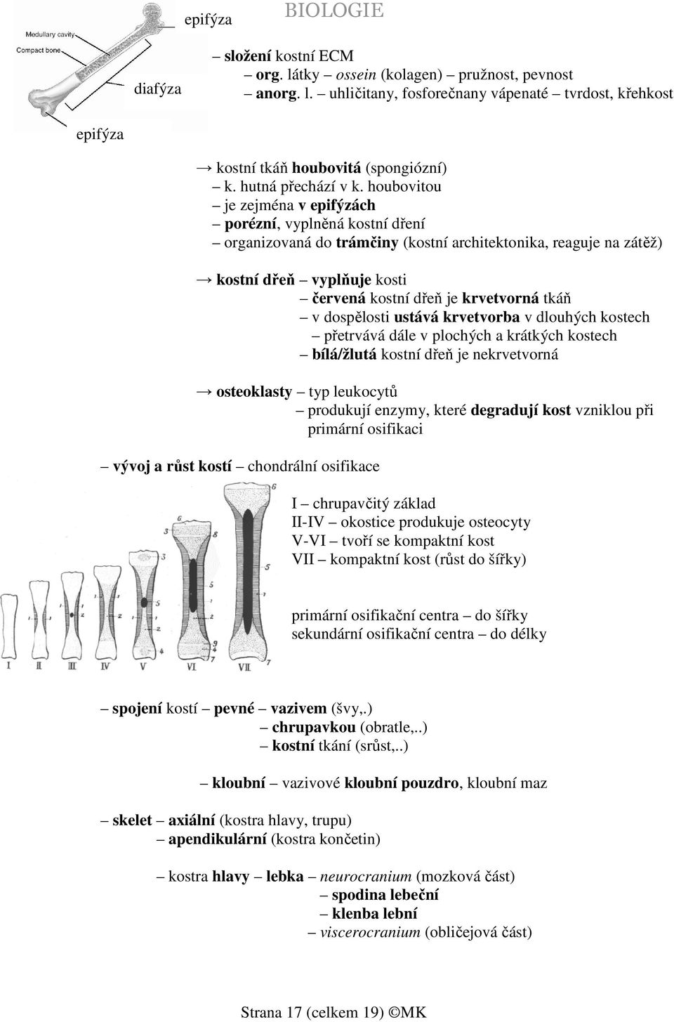 houbovitou je zejména v epifýzách porézní, vyplněná kostní dření organizovaná do trámčiny (kostní architektonika, reaguje na zátěž) kostní dřeň vyplňuje kosti červená kostní dřeň je krvetvorná tkáň v