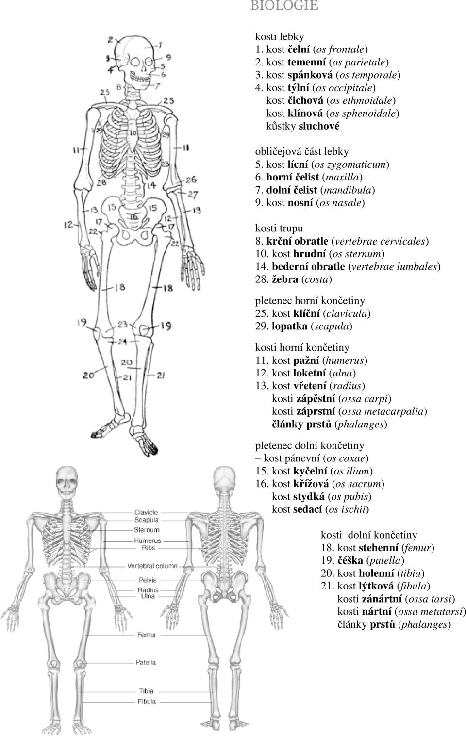 dolní čelist (mandibula) 9. kost nosní (os nasale) kosti trupu 8. krční obratle (vertebrae cervicales) 10. kost hrudní (os sternum) 14. bederní obratle (vertebrae lumbales) 28.