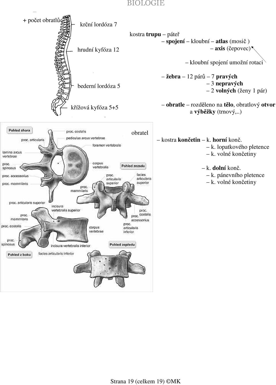 (ženy 1 pár) obratle rozděleno na tělo, obratlový otvor a výběžky (trnový,..) obratel kostra končetin k. horní konč.