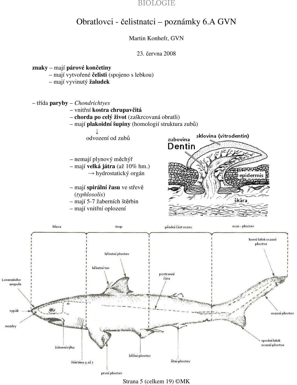 června 2008 třída paryby Chondrichtyes vnitřní kostra chrupavčitá chorda po celý život (zaškrcovaná obratli) mají plakoidní
