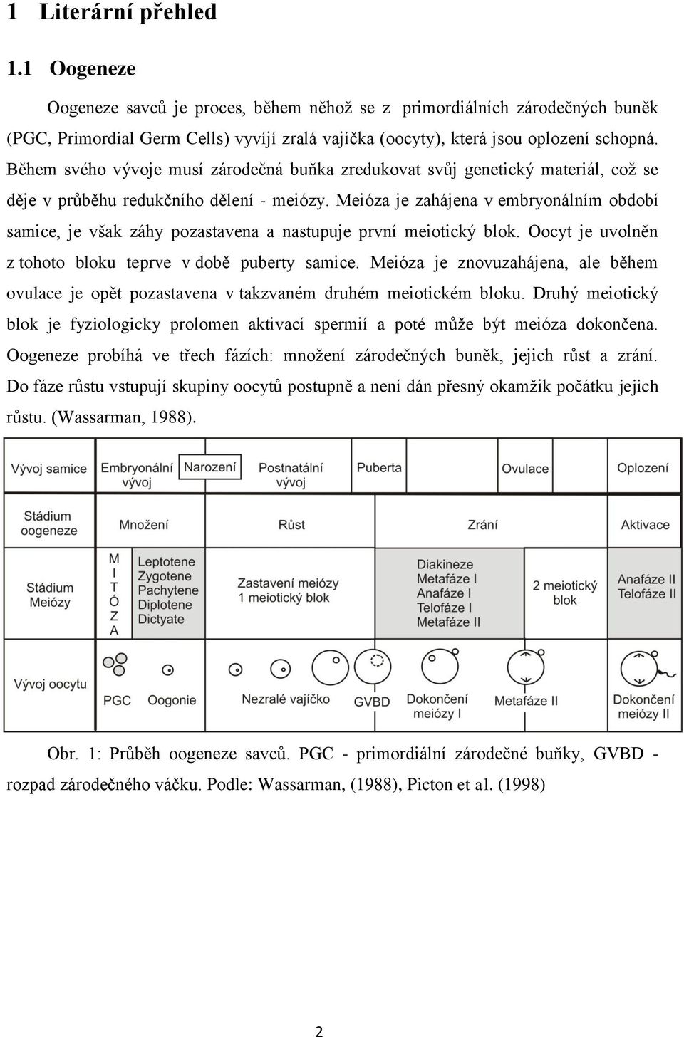 Meióza je zahájena v embryonálním období samice, je však záhy pozastavena a nastupuje první meiotický blok. Oocyt je uvolněn z tohoto bloku teprve v době puberty samice.