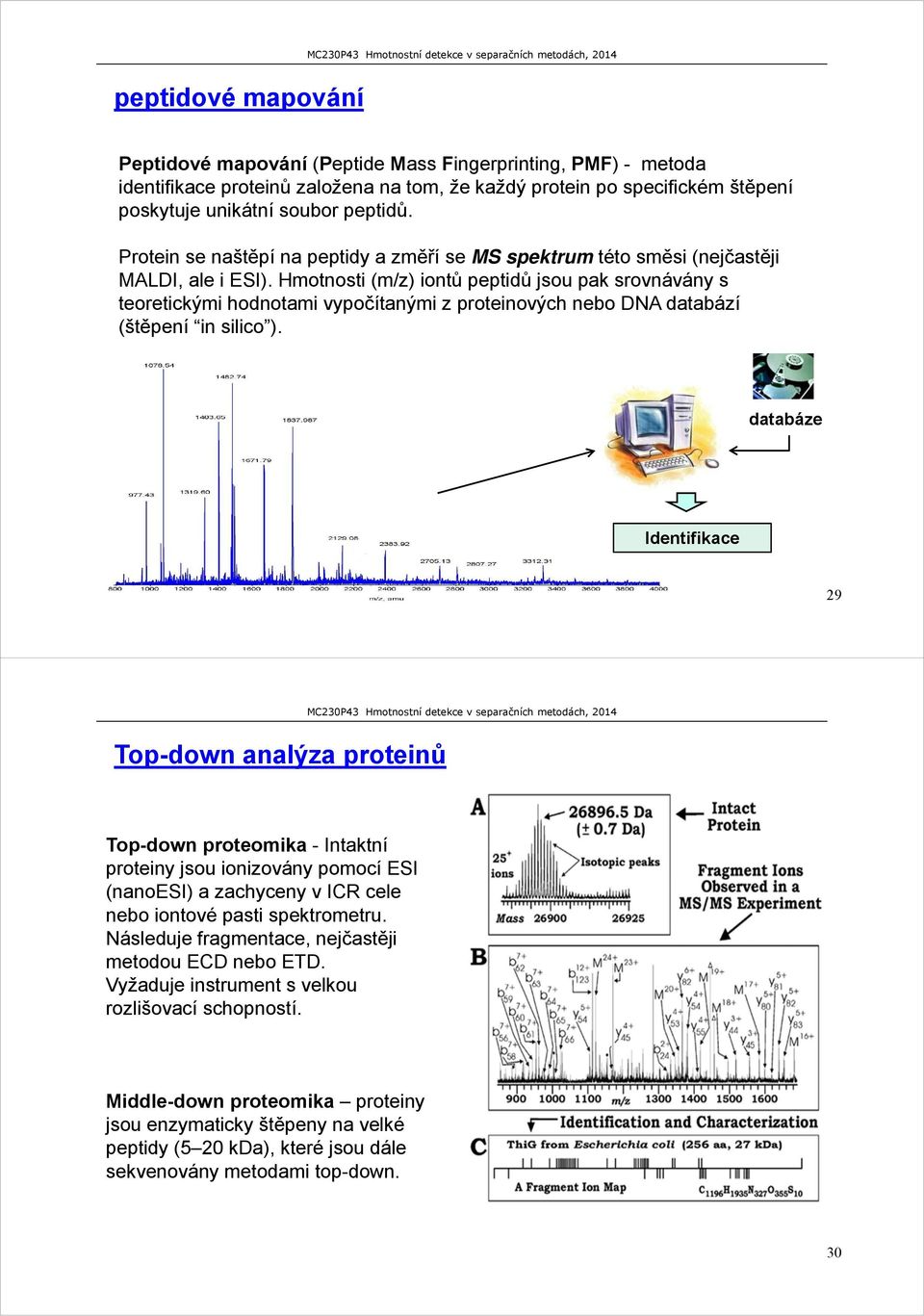 Hmotnosti (m/z) iontů peptidů jsou pak srovnávány s teoretickými hodnotami vypočítanými z proteinových nebo DNA databází (štěpení in silico ).