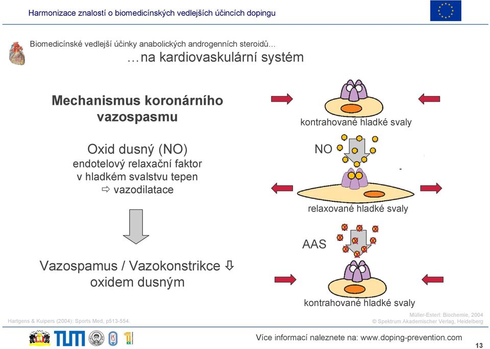 Vazokonstrikce oxidem dusným Hartgens & Kuipers (2004): Sports Med, p513-554.