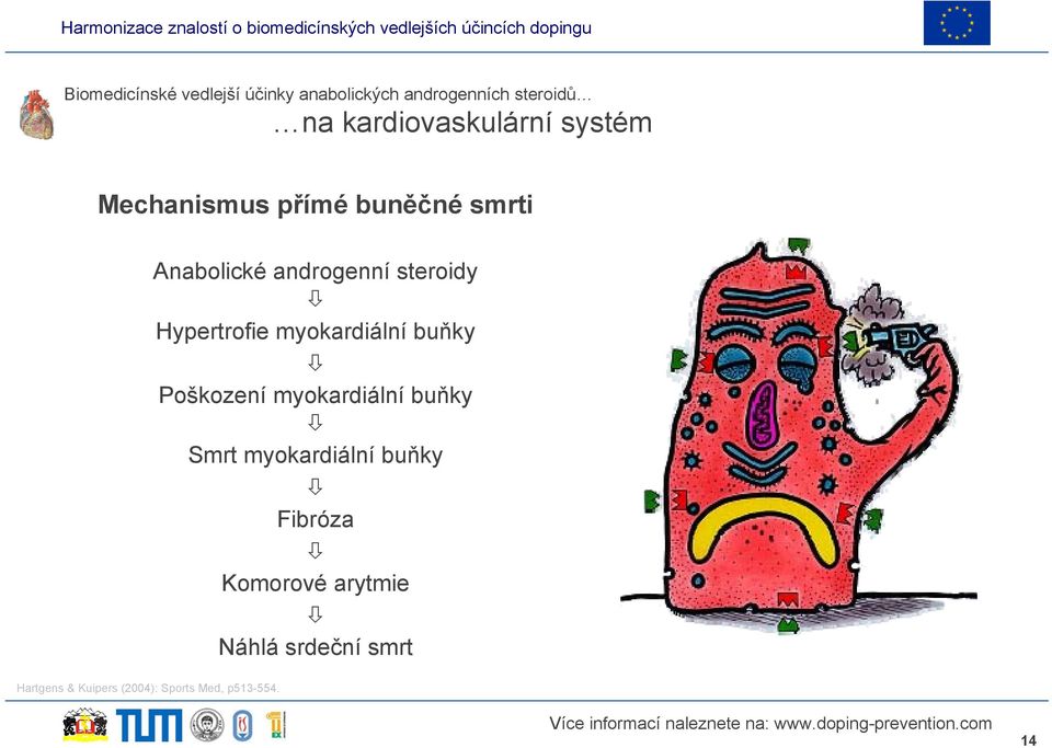 steroidy Hypertrofie myokardiální buňky Poškození myokardiální buňky Smrt