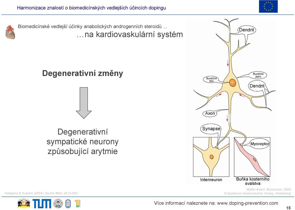 neurony způsobující arytmie Synapse Myoceptor Hartgens & Kuipers (2004): Sports Med, p513-554.