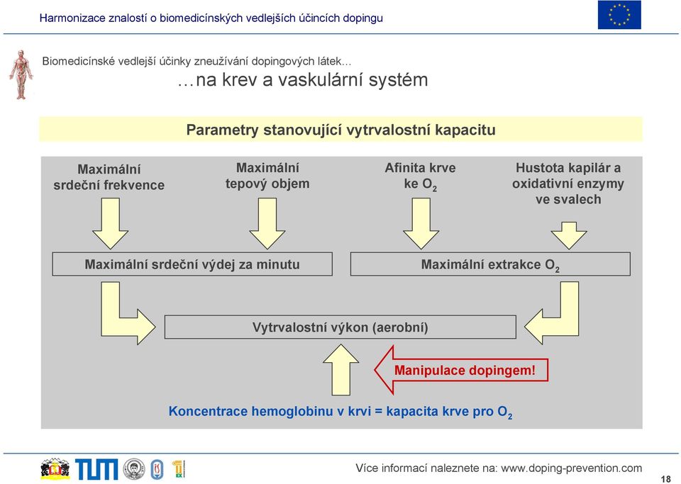 2 Hustota kapilár a oxidativní enzymy ve svalech Maximální srdeční výdej za minutu Maximální extrakce O