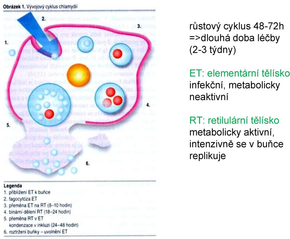 metabolicky neaktivní RT: retilulární tělísko