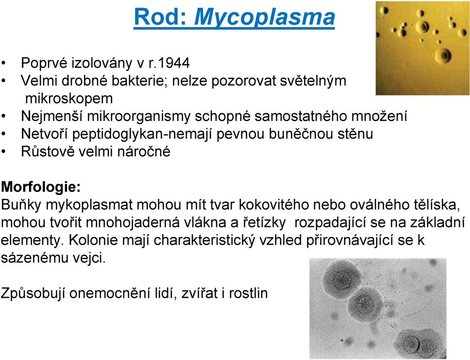 Netvoří peptidoglykan-nemají pevnou buněčnou stěnu Růstově velmi náročné Morfologie: Buňky mykoplasmat mohou mít tvar