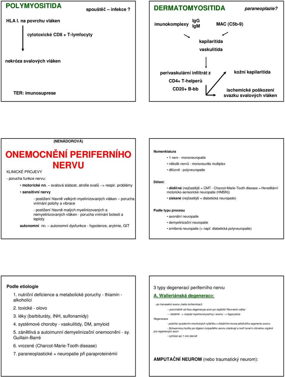 helperů CD20+ B-bbB kožní kapilaritida ischemické poškozen kození svazku svalových vláken (NENÁDOROVÁ) ONEMOCNĚNÍ PERIFERNÍHO NERVU KLINICKÉ PROJEVY - porucha funkce nervu: motorické nn.