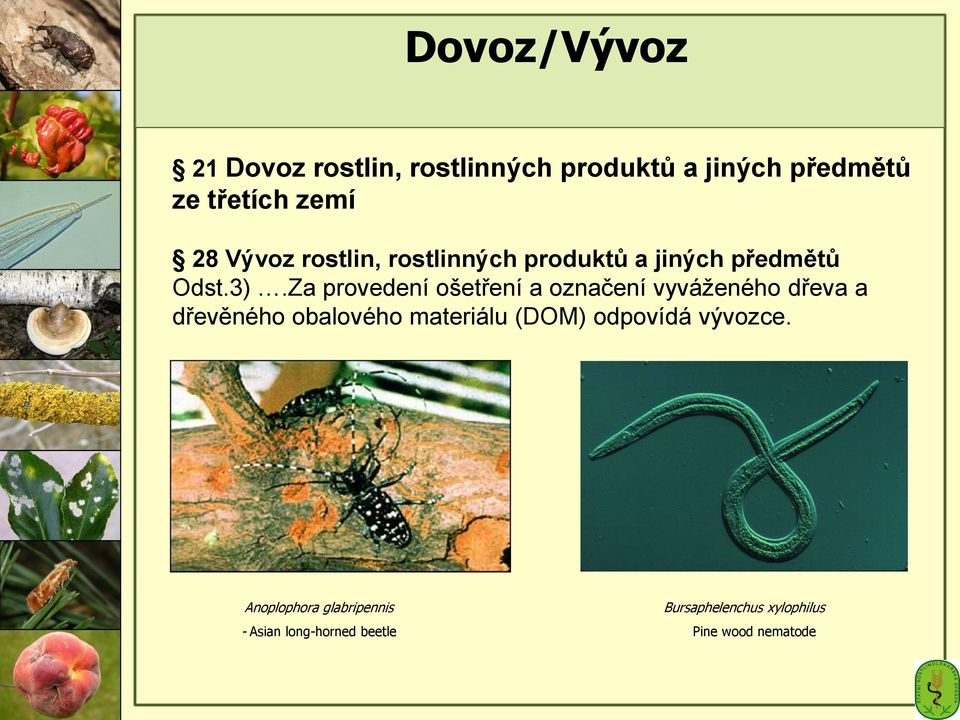 Za provedení ošetření a označení vyváženého dřeva a dřevěného obalového materiálu (DOM)