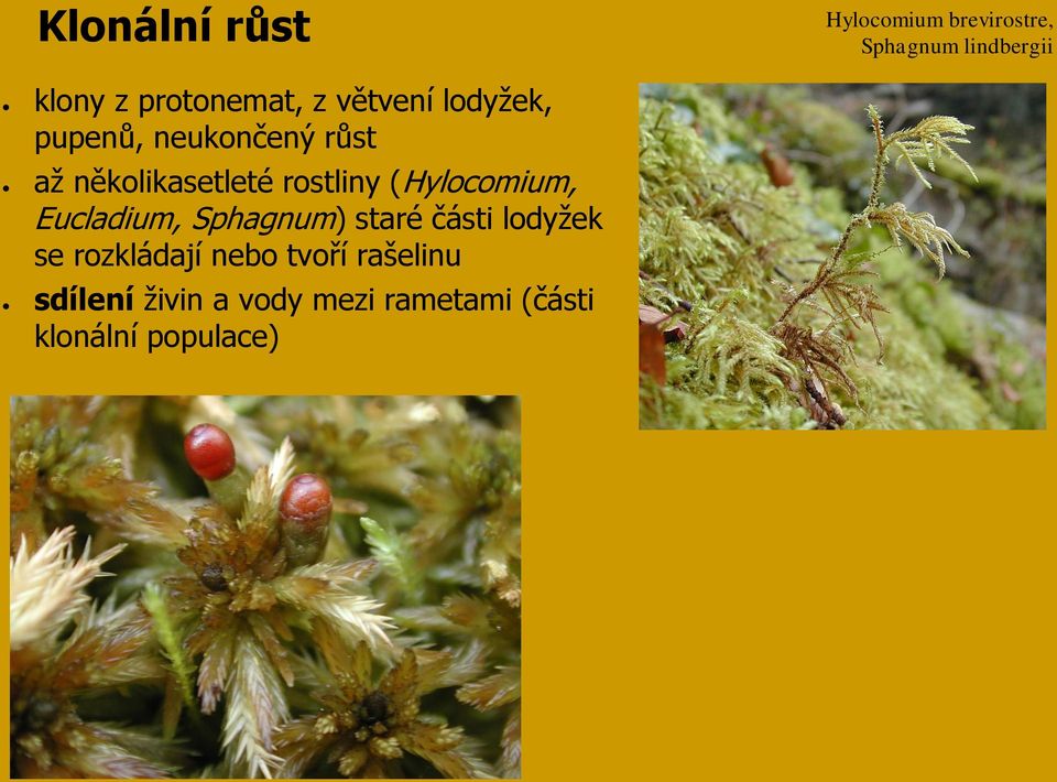 rostliny (Hylocomium, Eucladium, Sphagnum) staré části lodyžek se