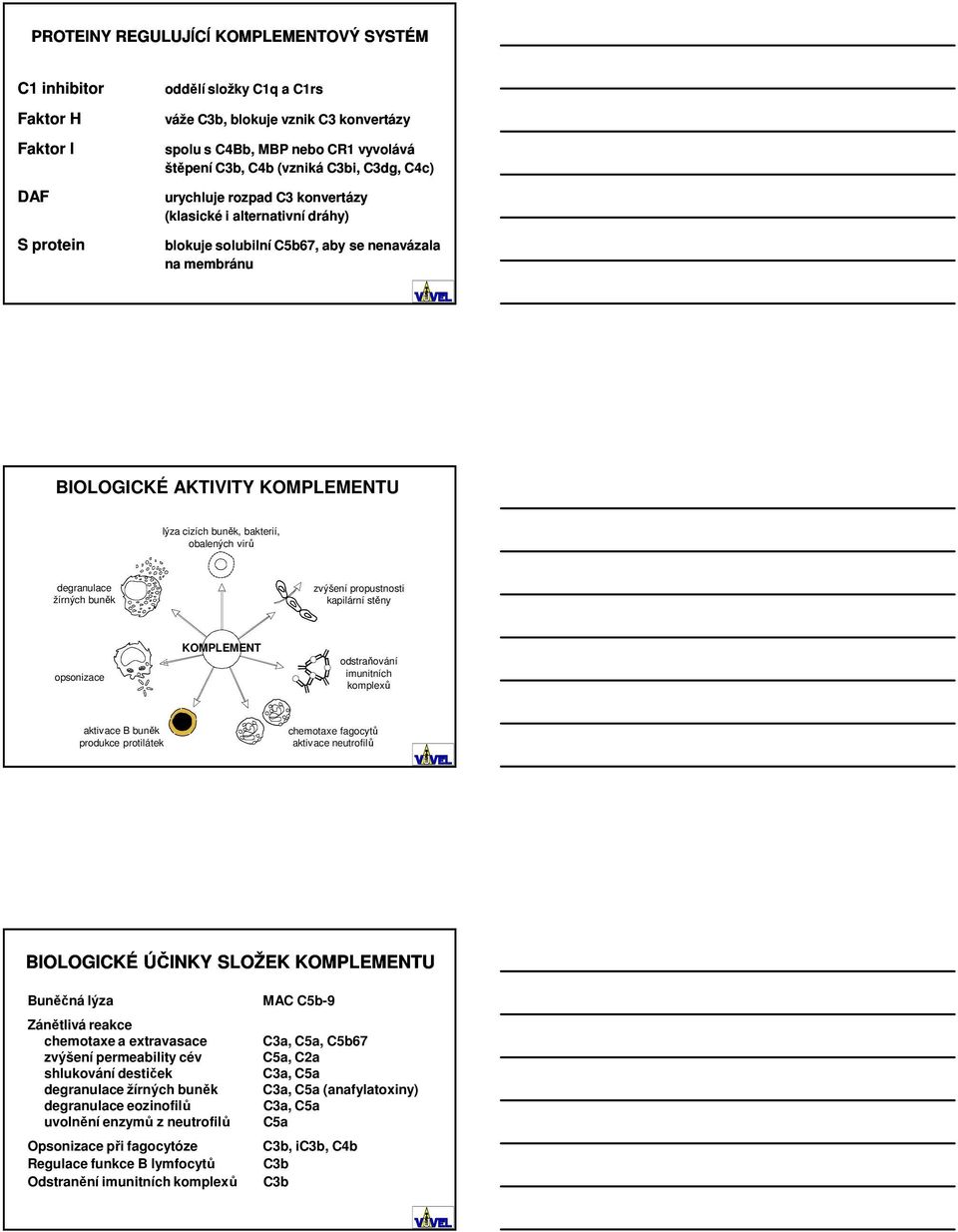 bakterií, obalených virů degranulace žírných buněk zvýšení propustnosti kapilární stěny opsonizace KOMPLEMENT odstraňování imunitních komplexů aktivace B buněk produkce protilátek chemotaxe fagocytů