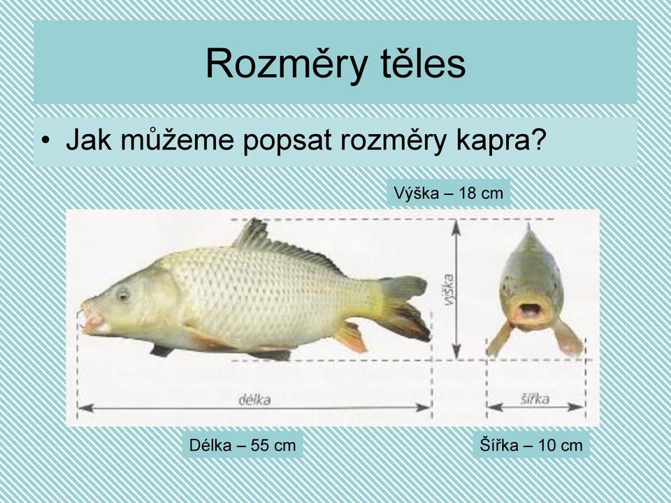 rozměry kapra?