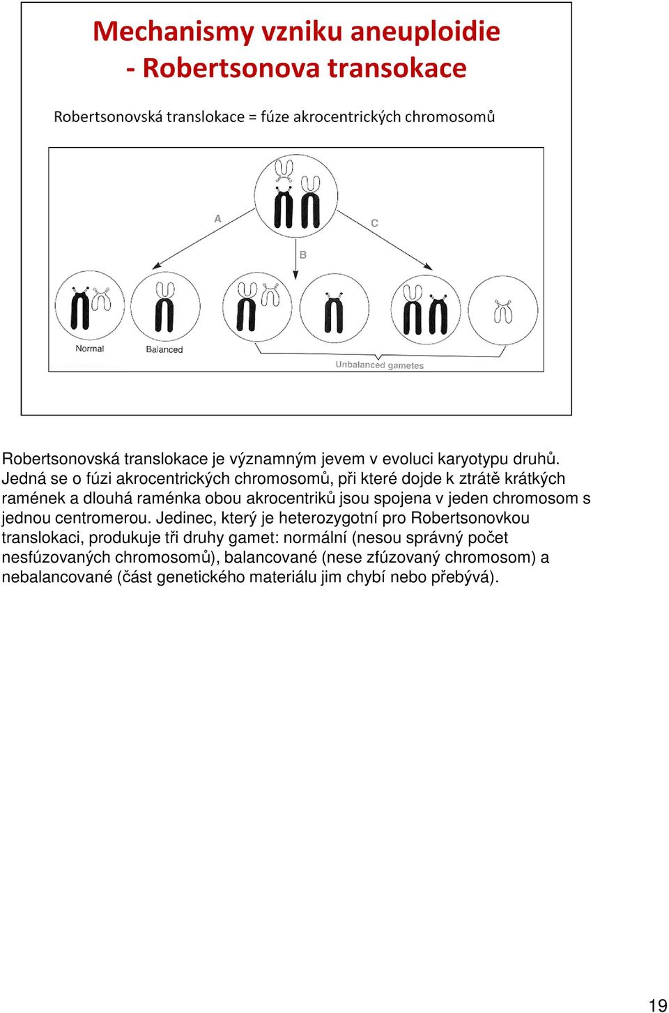 spojena v jeden chromosom s jednou centromerou.