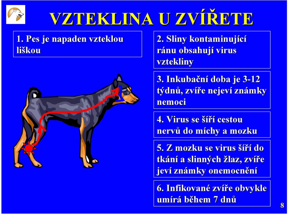 Inkubační doba je 3-123 týdnů, zvíře nejeví známky nemoci 4.